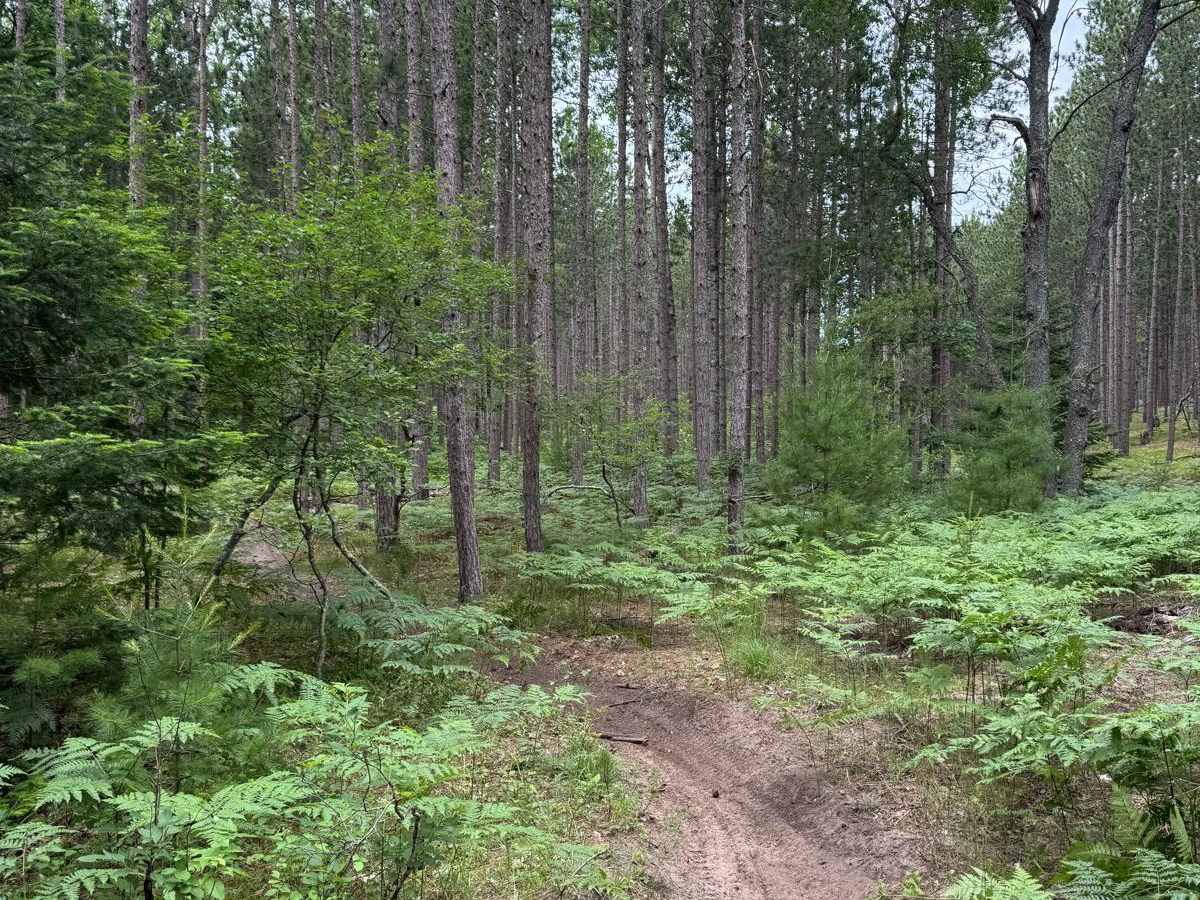 North Missaukee Singletrack Spur trail photo