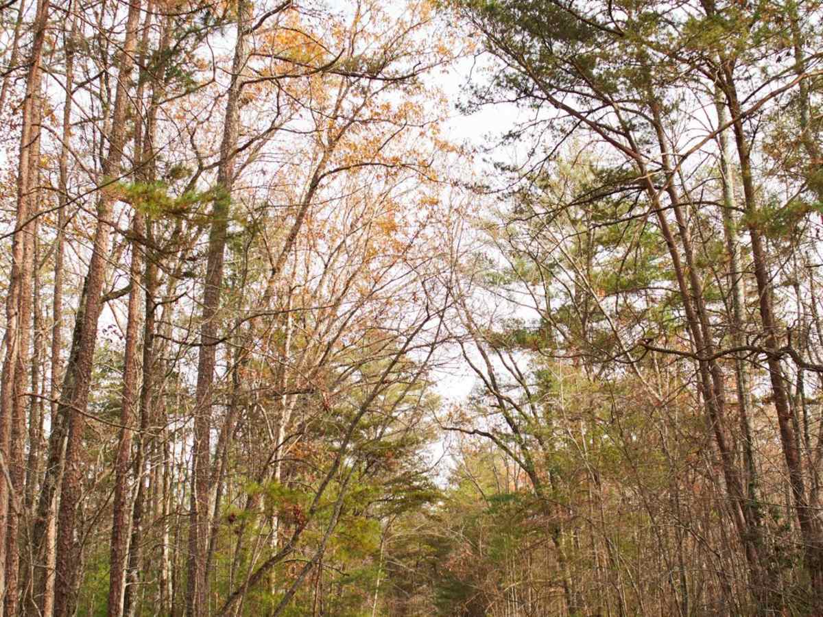 Chattooga River - FSR 769 photo 4