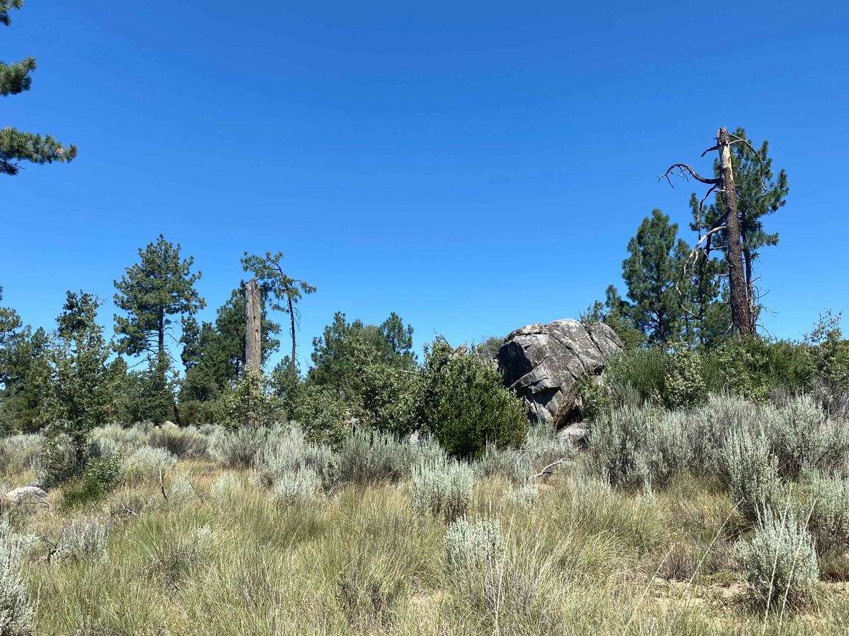 Pine Forest Trail to Laguna Hanson Cerro San Pedro photo 6