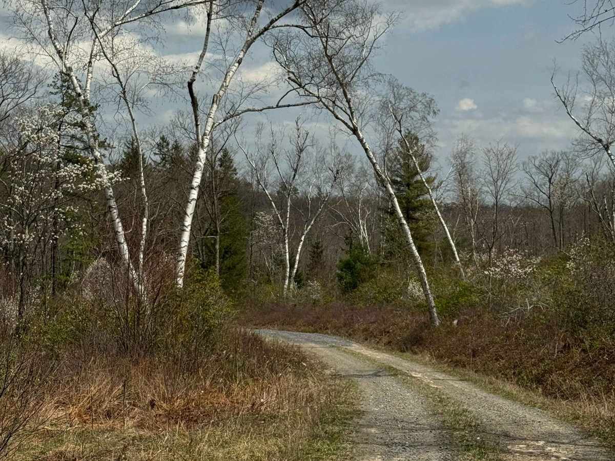 Little Boyer Road photo 2