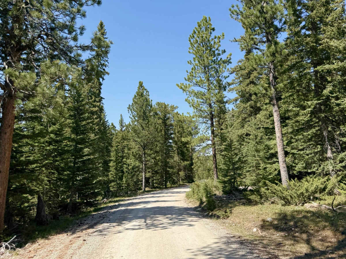 Black Fox Camp Road - FS 233 photo 5