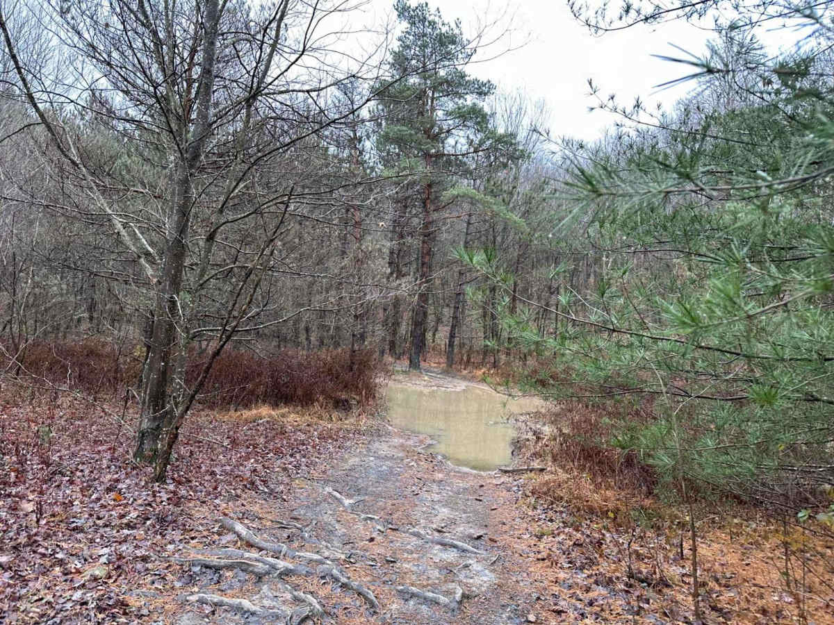 ATV Trail Pines Bypass photo 4