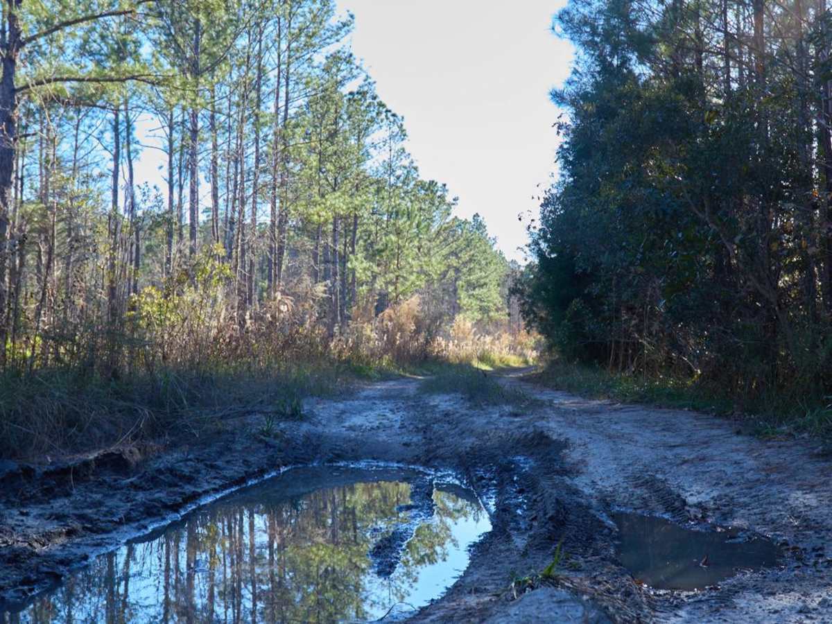 Savannah - FSR221 photo 2