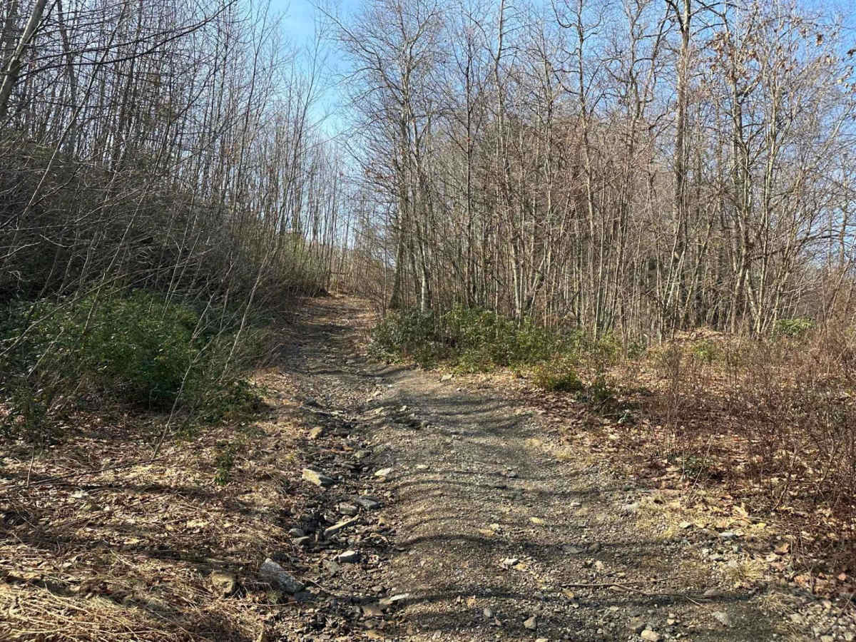 Locust Gap 40 photo 5