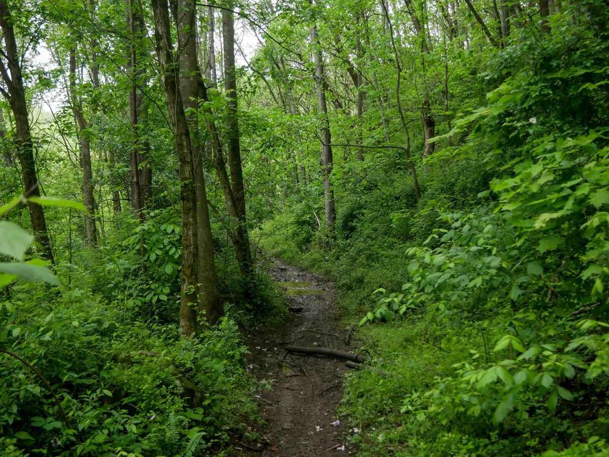 BM 149 trail photo