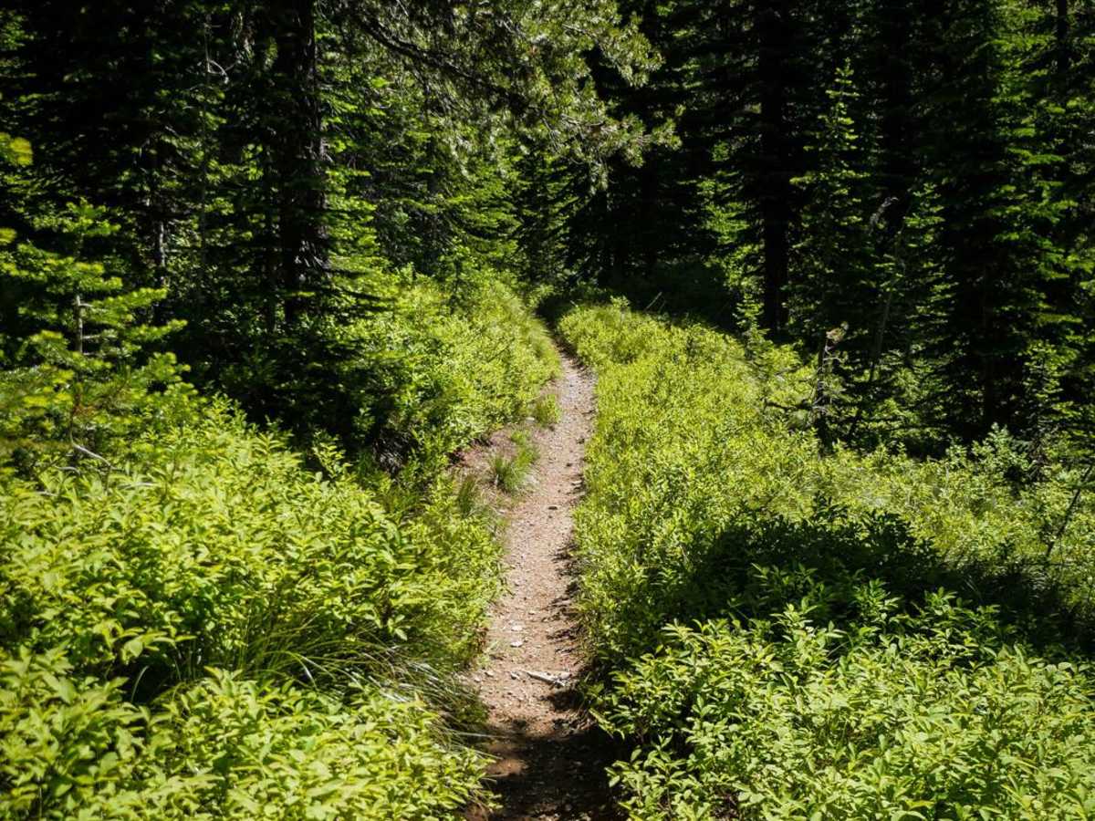 Nelson Ridge photo 4