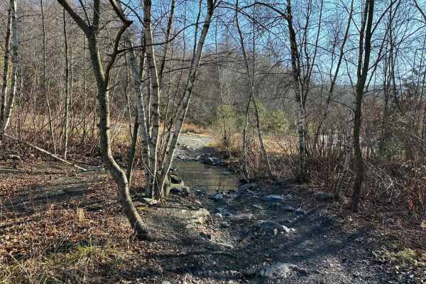 Locust Gap 11