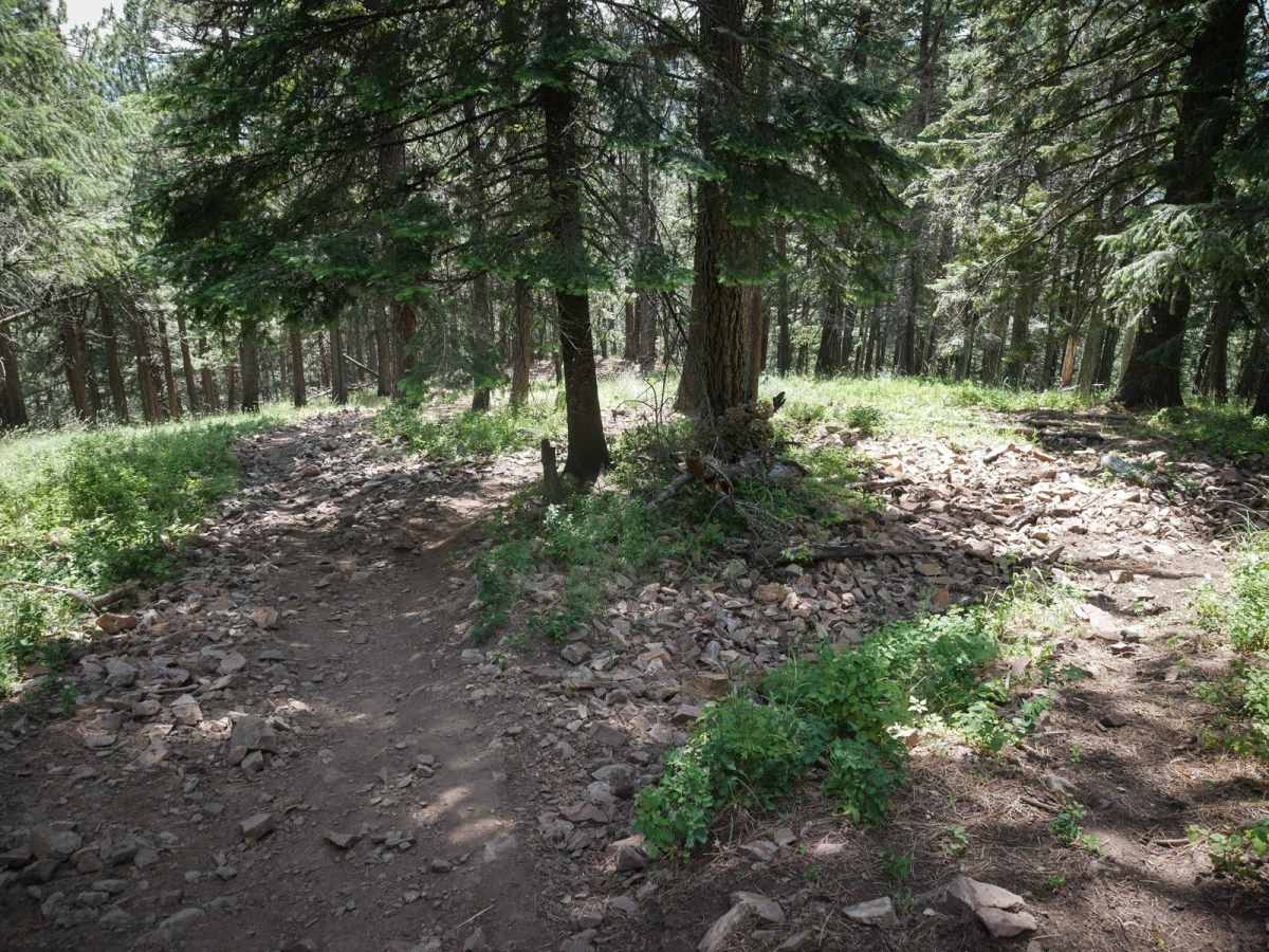 Canfield Mountain- Trail 1 photo 3