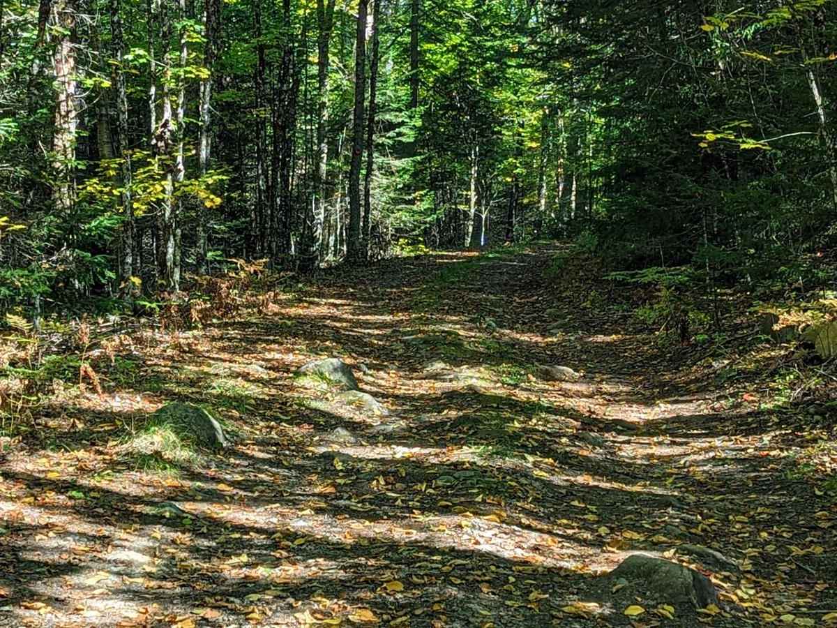 Bear Pond Trail photo 2