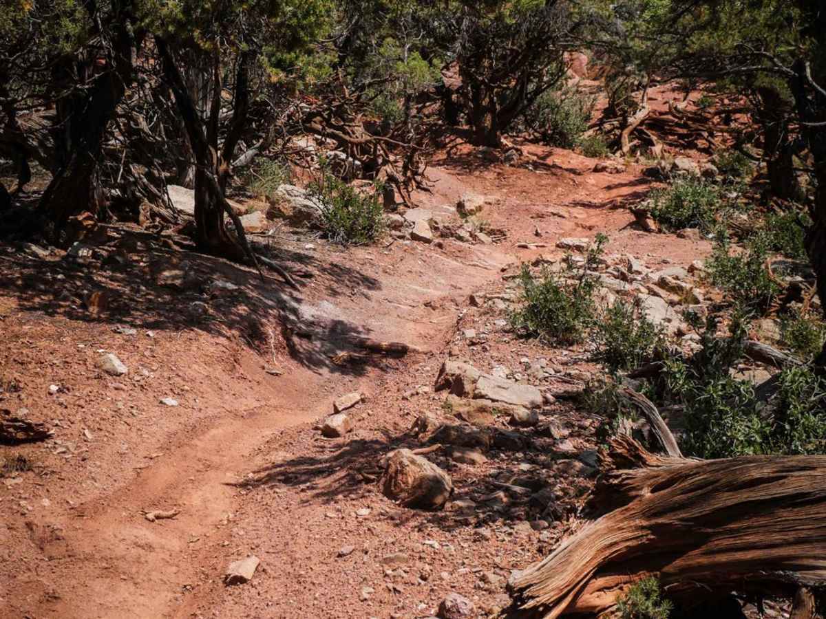 BLM 8622 photo 5
