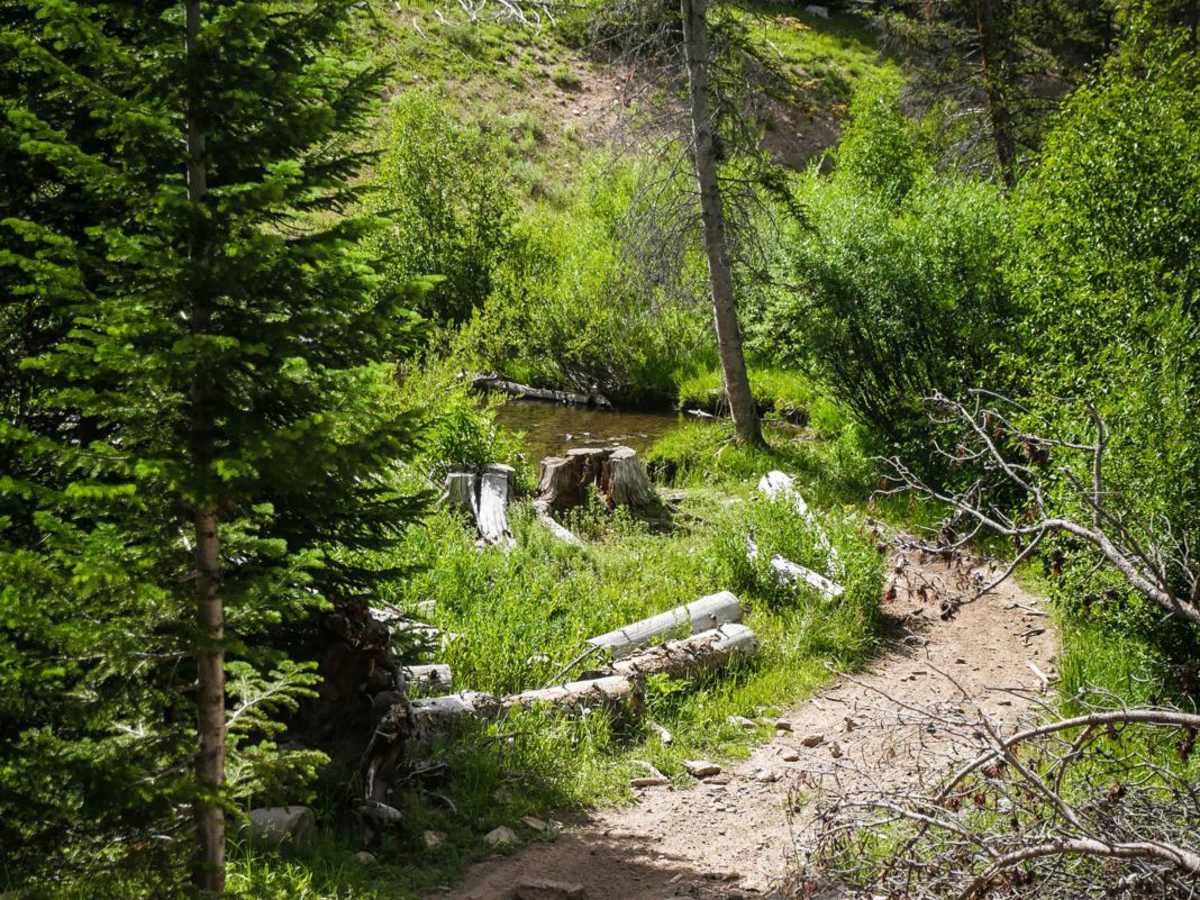 Farwell Mountain ATV Trail photo 5