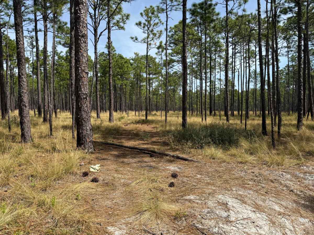 Pettiford Creek Trail 7 photo 6