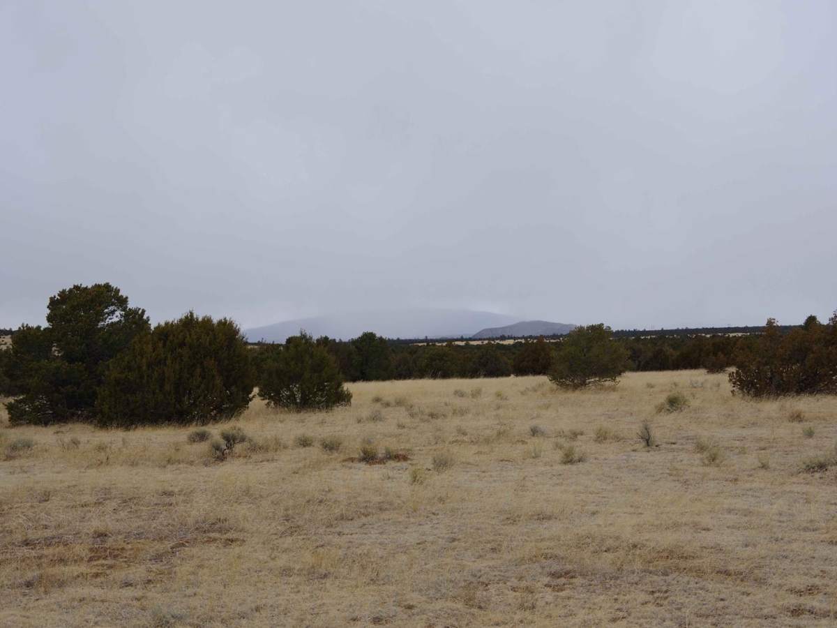 West Mesa Loop trail photo