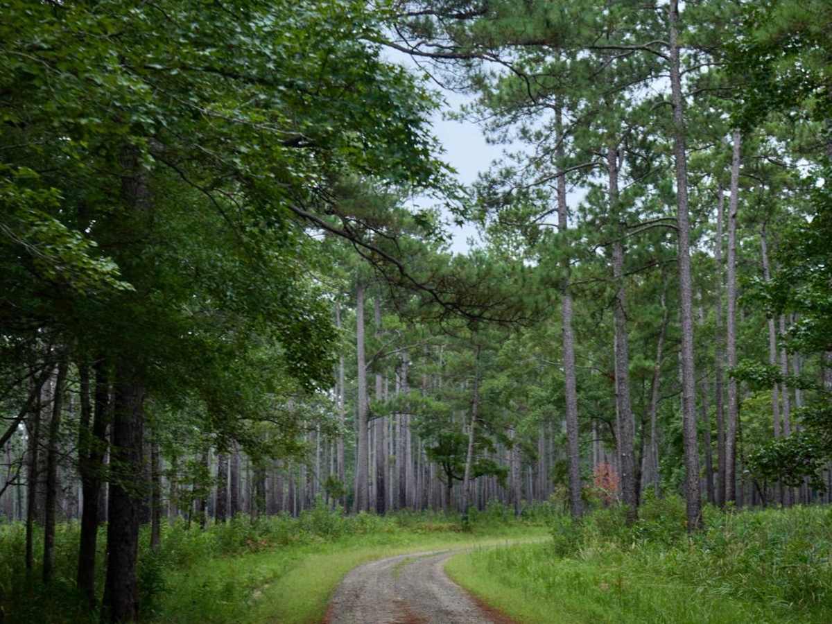 Bonneau Ferry WMA - Plantation Entrance photo 3