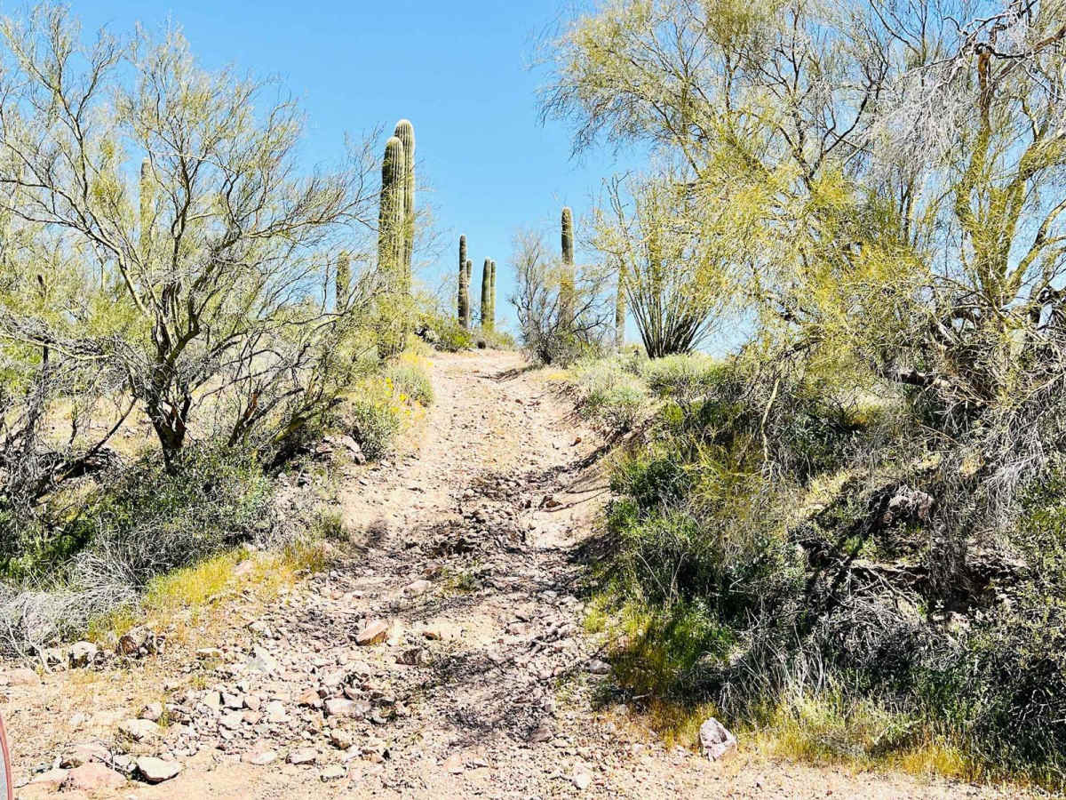 BLM 9064 photo 2