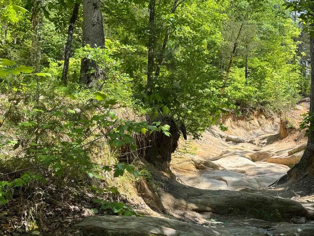 Radical Ravine trail photo