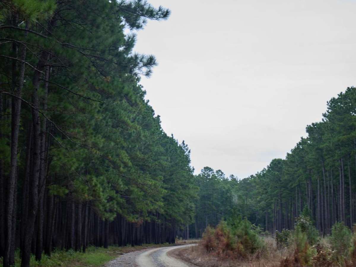 Bonneau Ferry WMA - Perimeter Loop 'B' - Alternate photo 5