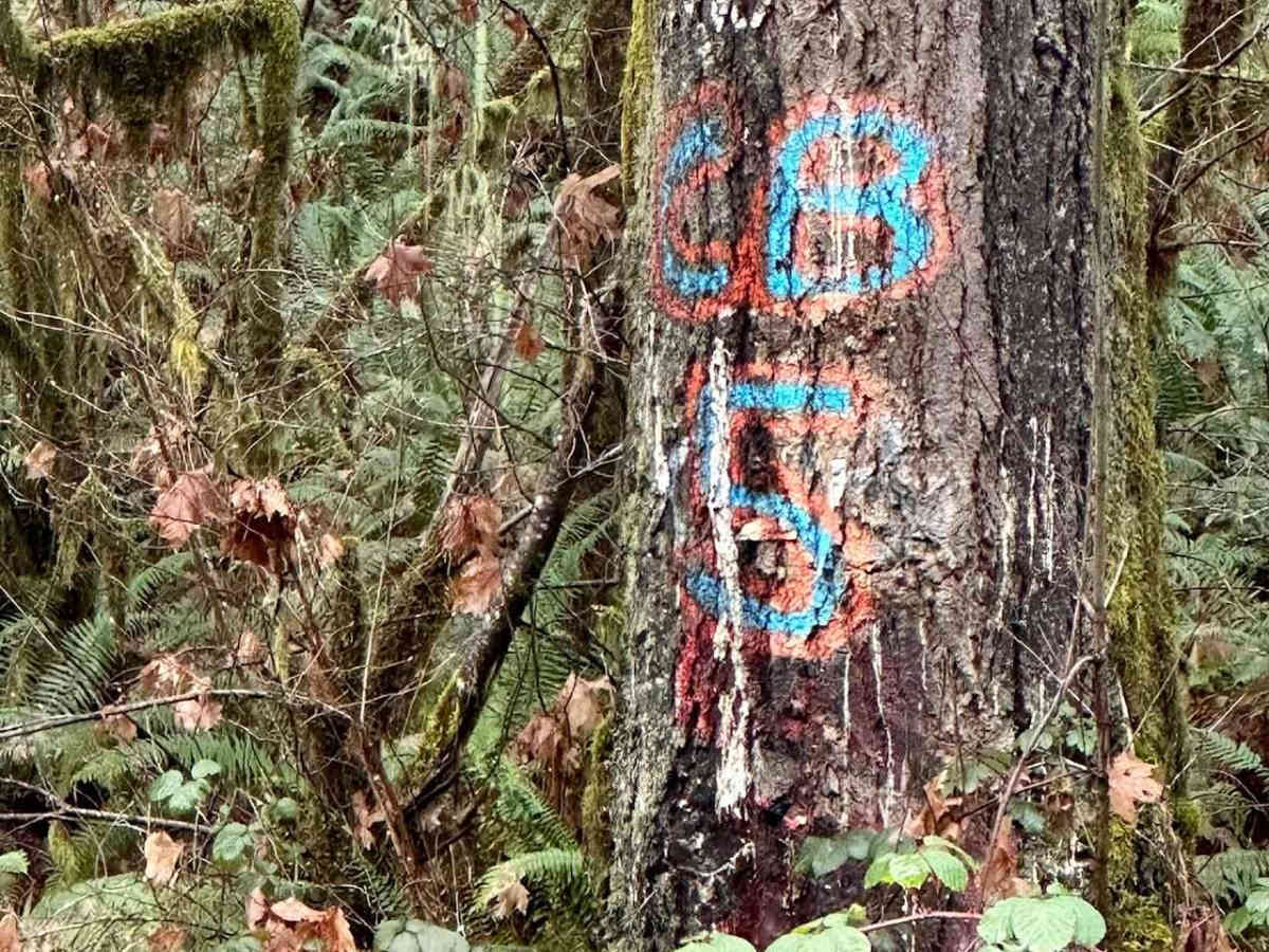 Capitol Forest D-1000 photo 2
