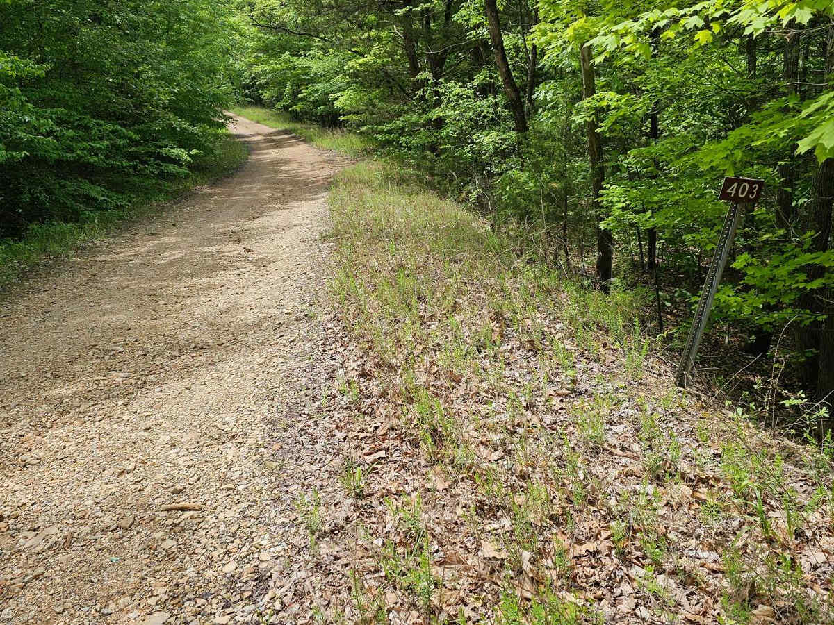 Forest Service Road 403 photo 2