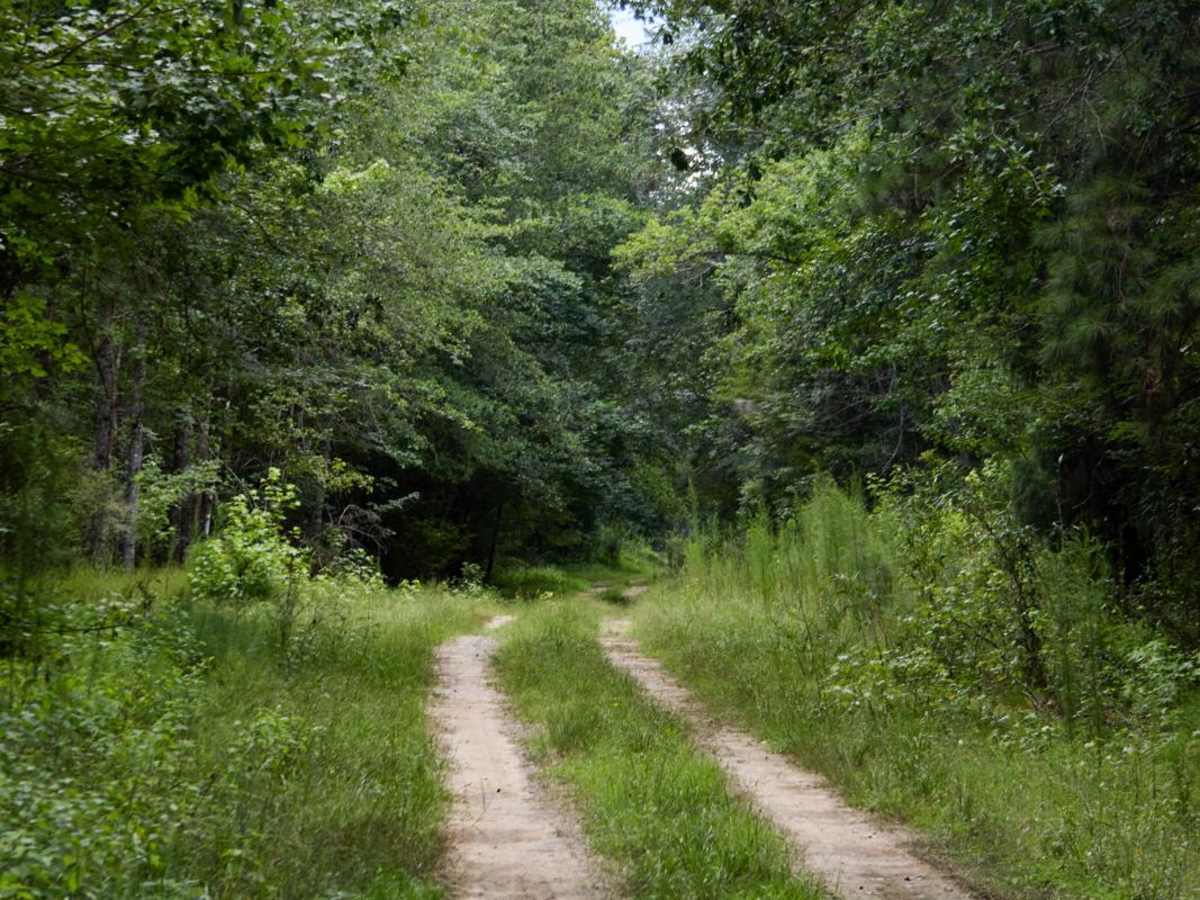 Cypress Swamp Trail photo 6