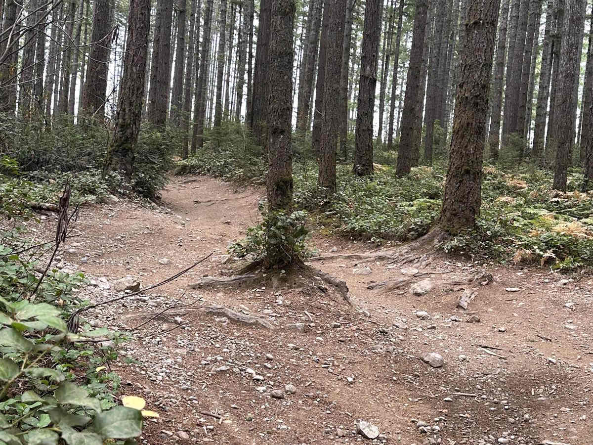 South Tahuya Loop photo 4