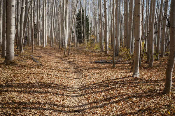 Aspen Loop