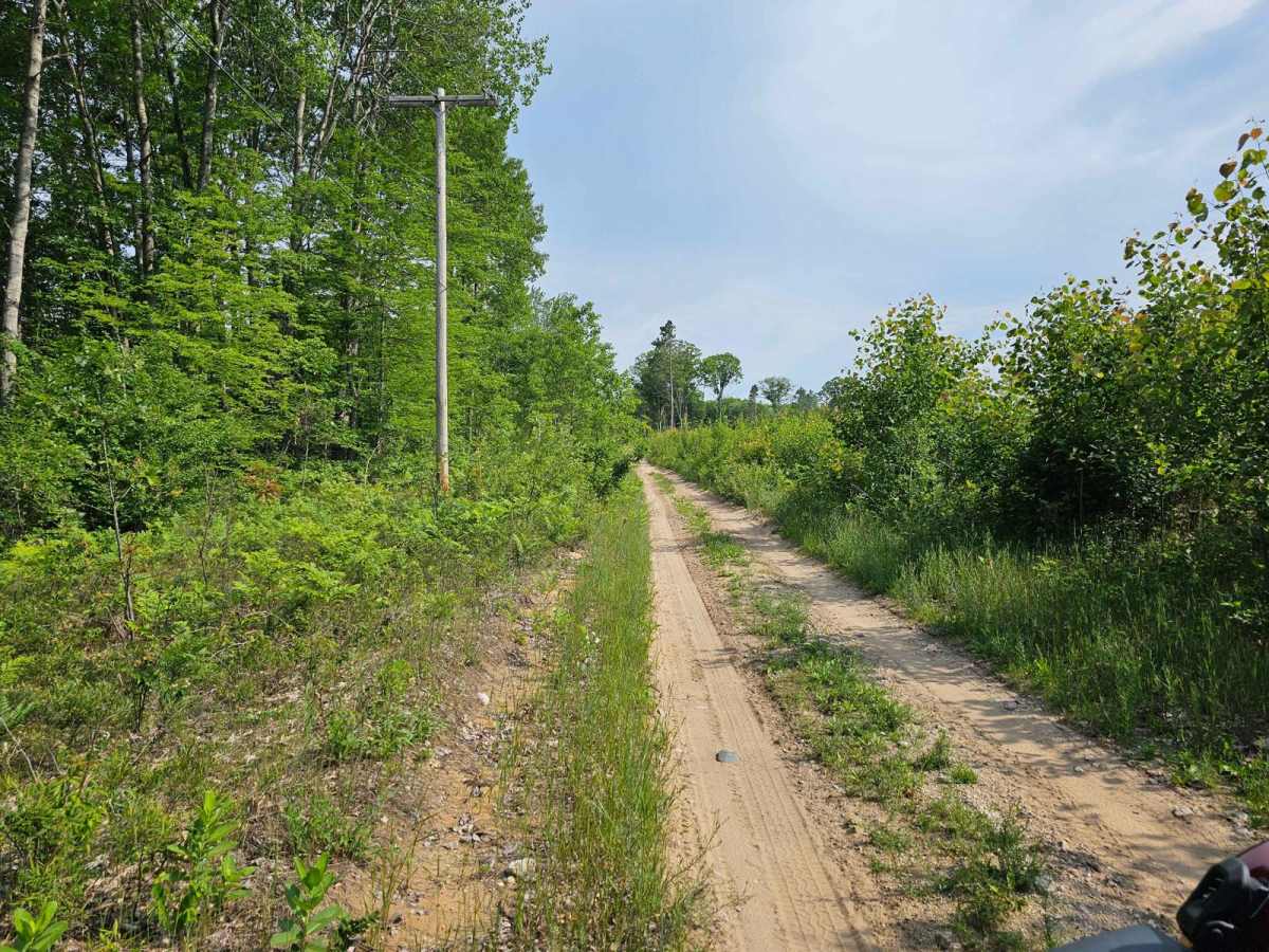 Hartwick Pines to CR 612 Pipeline Trail photo 2