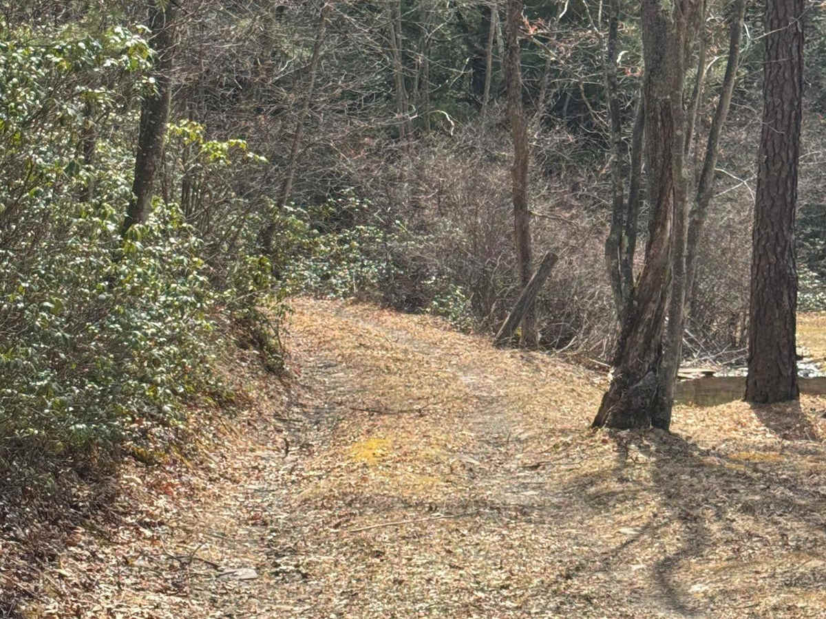 Wolf Run Road photo 5