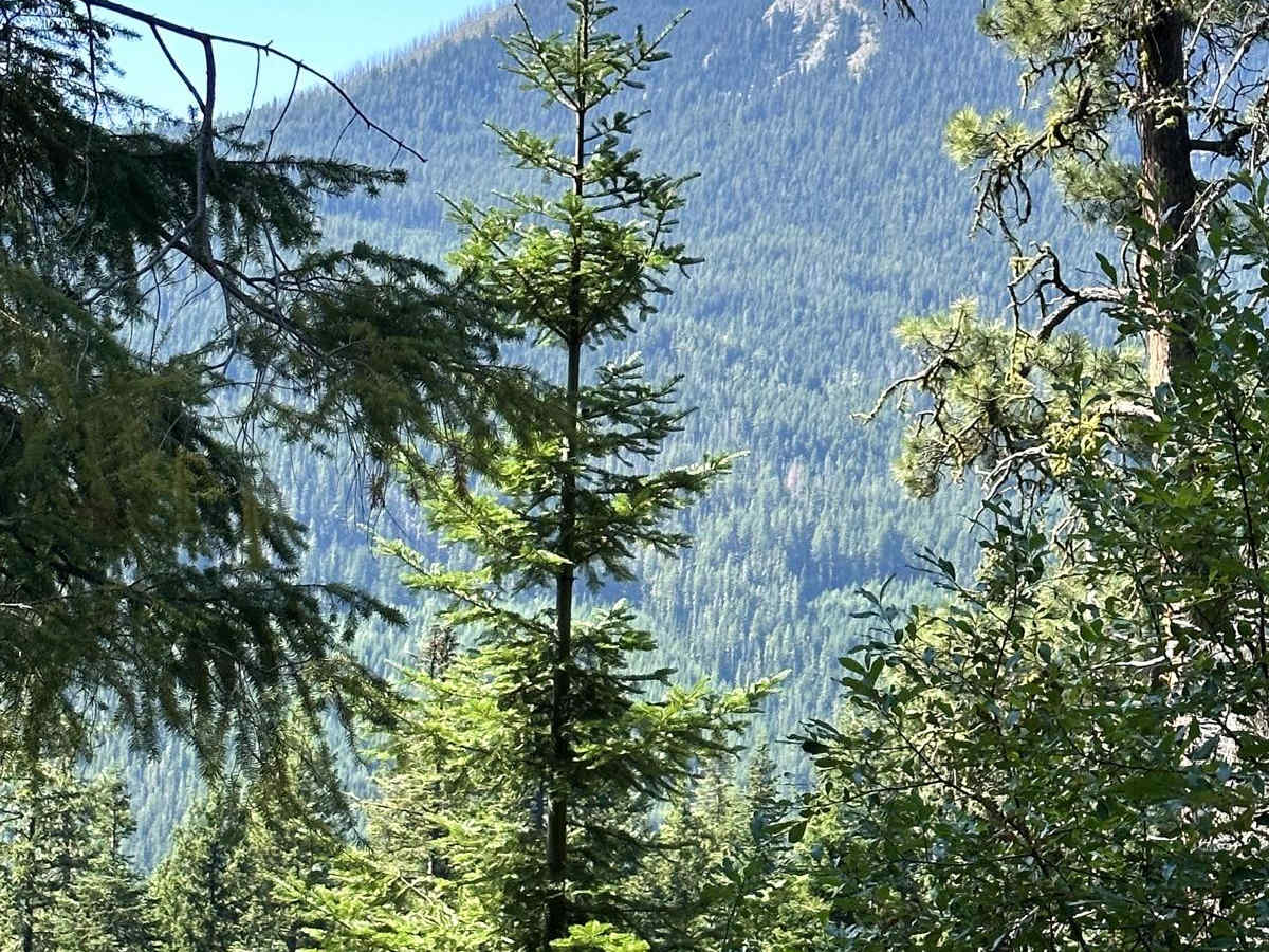 Meadow Ridge Trail photo 5
