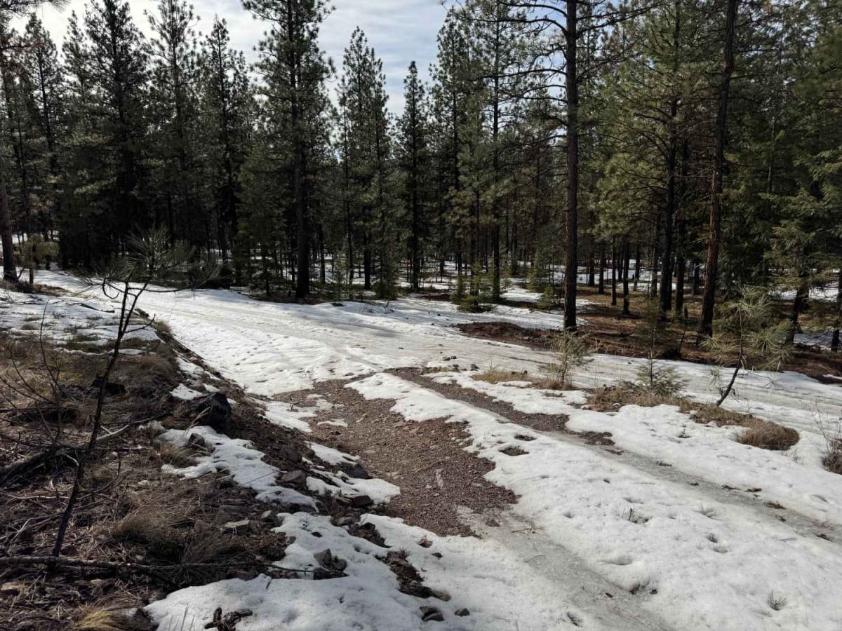 Micayune Gulch - FSR 1577 photo 5