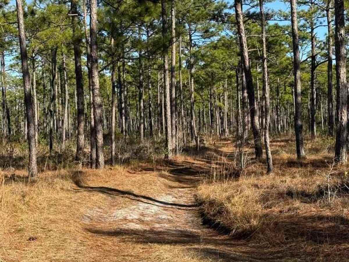 Bogue road spur 2 photo 5