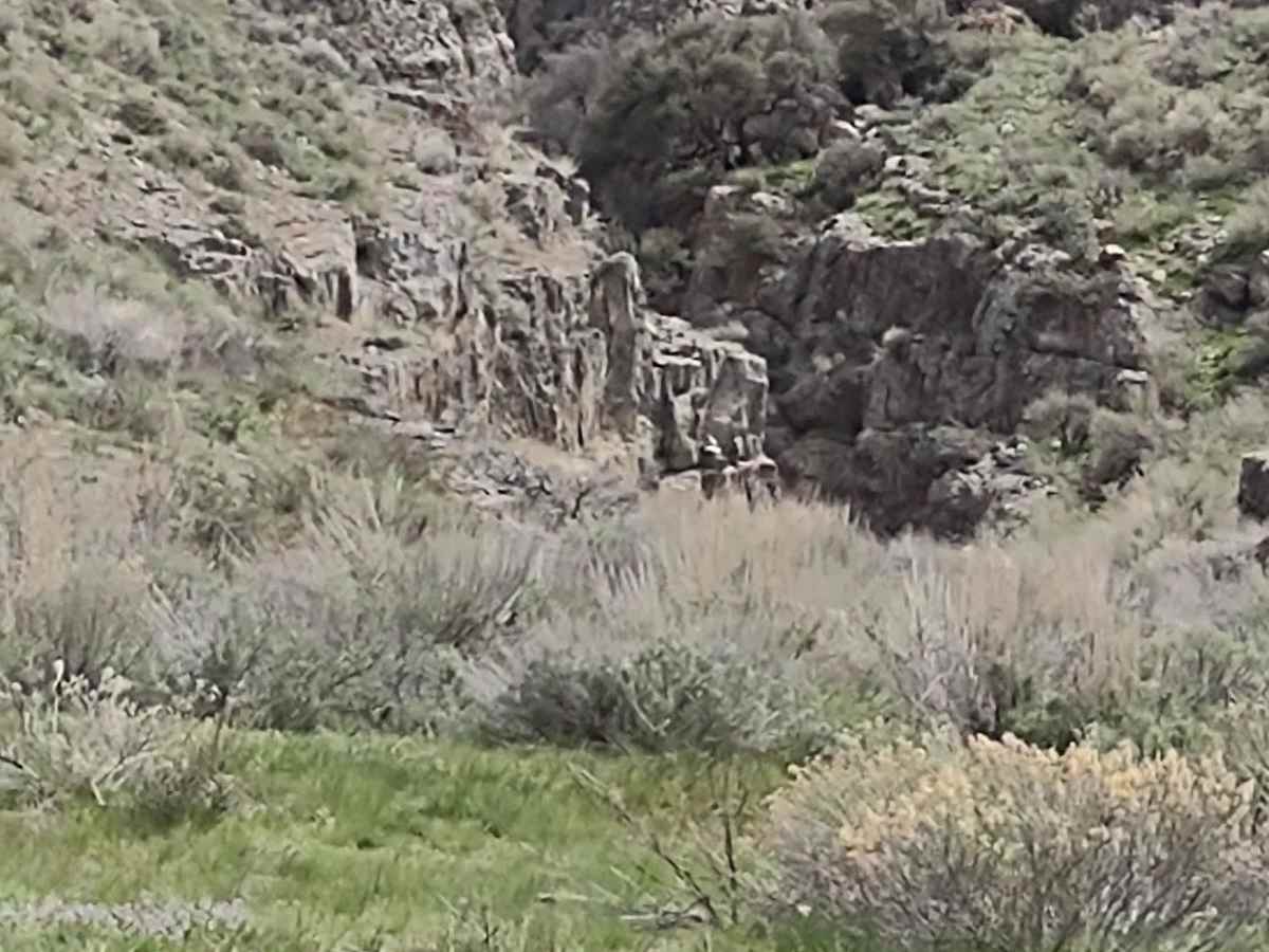 Hammond Canyon to Spur 7 photo 2