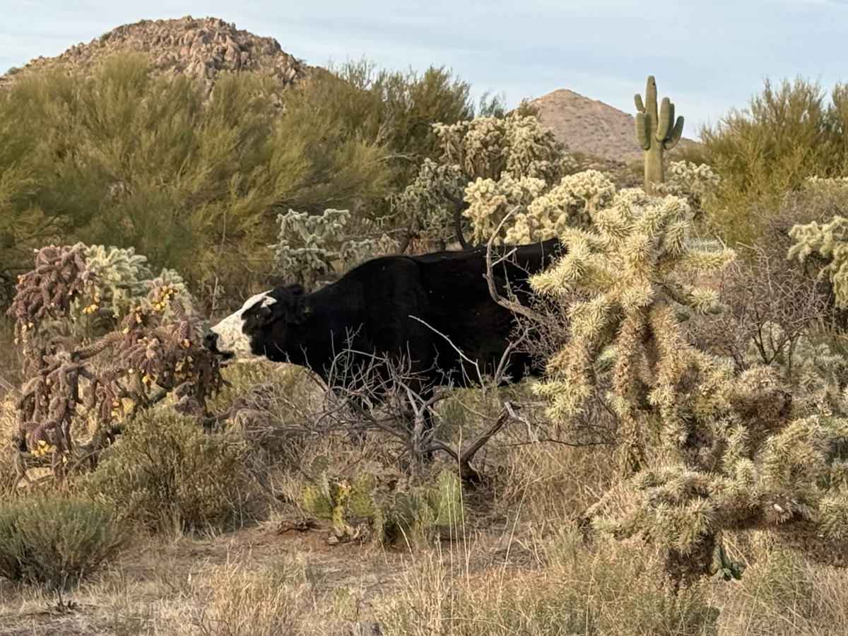 Good Enough For The Cows photo 4
