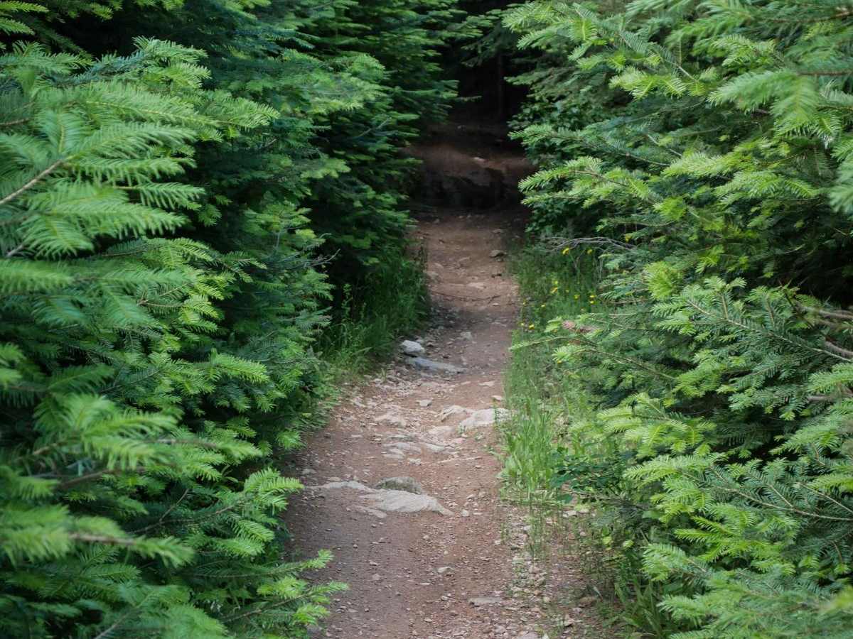 Canfield Mountain - Trail B photo 5