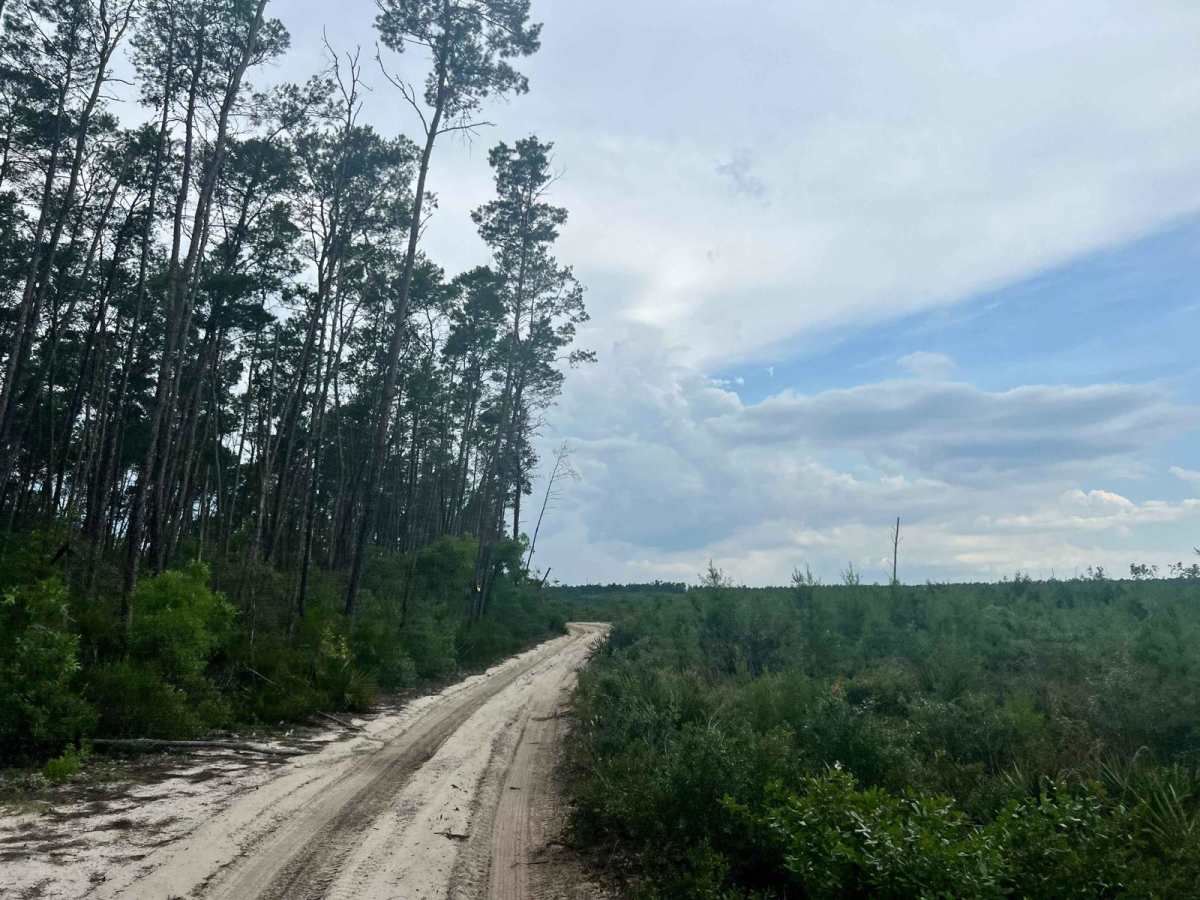 Ocala National Forest | Trail 38-2.3 photo 4