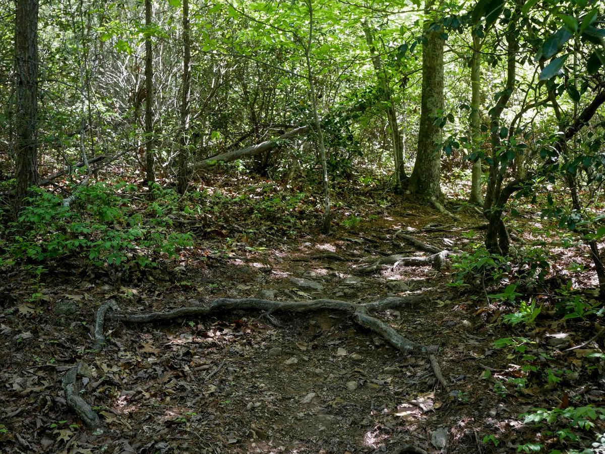 Stage 5 trail photo