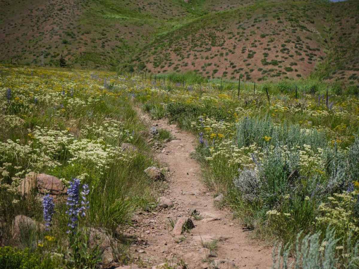 Cow Creek photo 2
