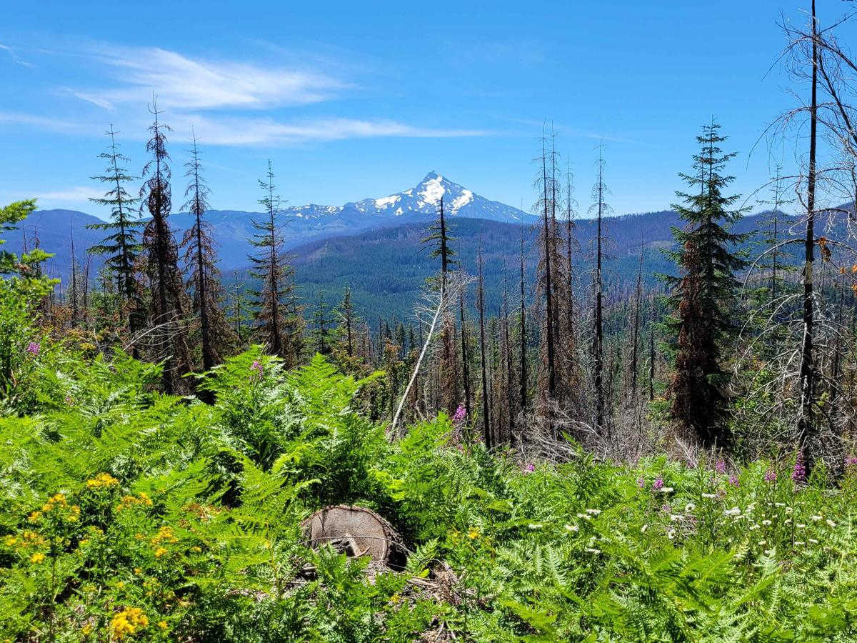 Upper FR 6350 - Grahams Pass photo 6