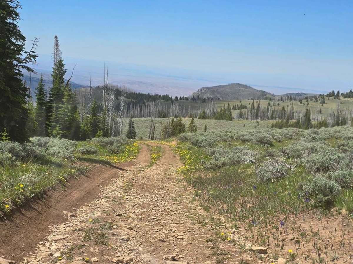 Grouse Creek (FSR 205) photo 4