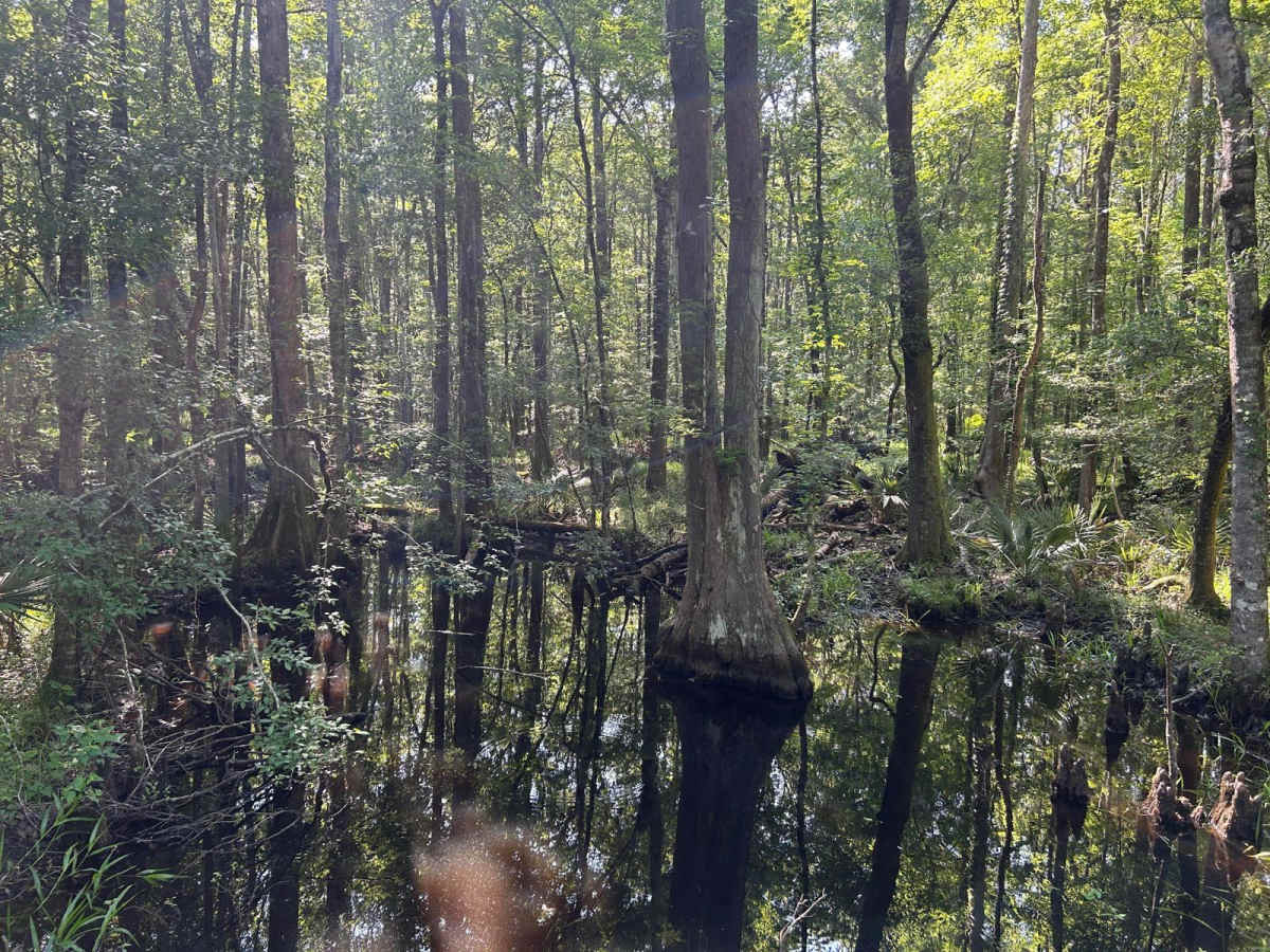 Cooter Creek - FSR 224 photo 3