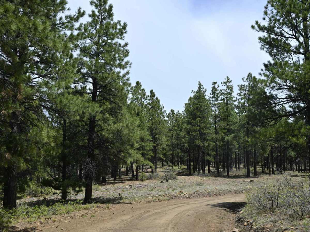 FR50084/Recapture Road photo 2