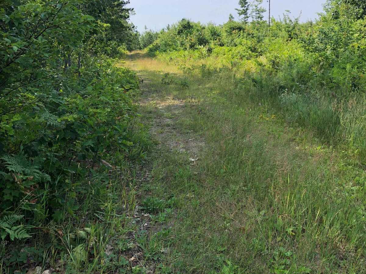 What Trail? trail photo