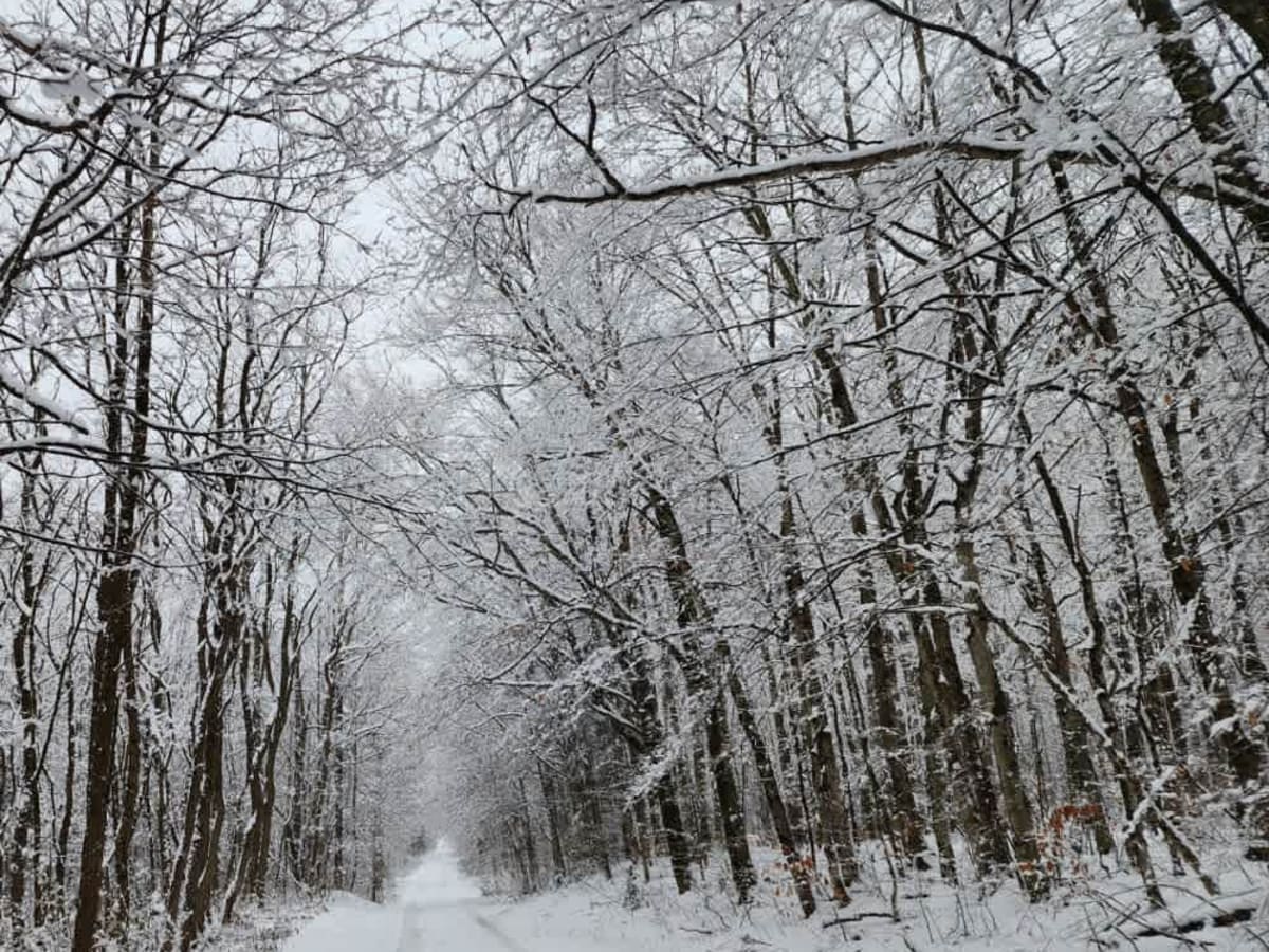 Boody Hill Spur trail photo