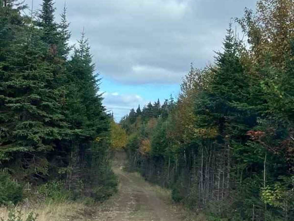 Cape Mabou Road photo 4