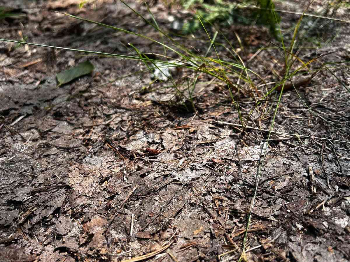 Jungle Trail photo 3