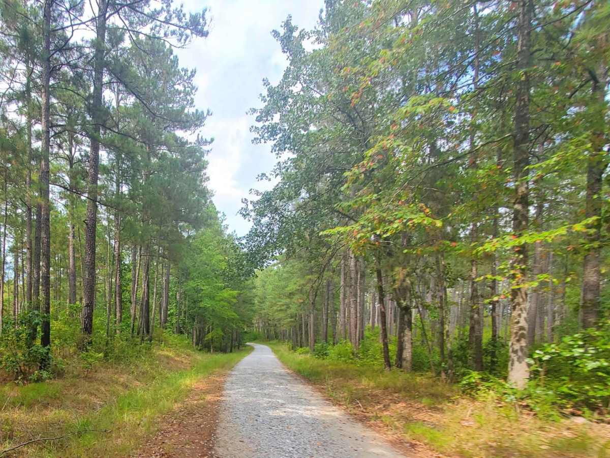 Francis Marion & Sumter National Forests Southern Adventure Route photo 5