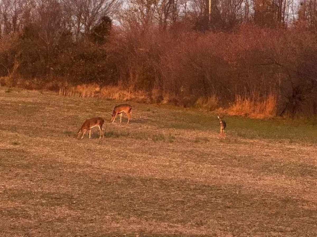 Bollinger County Road 366 photo 3
