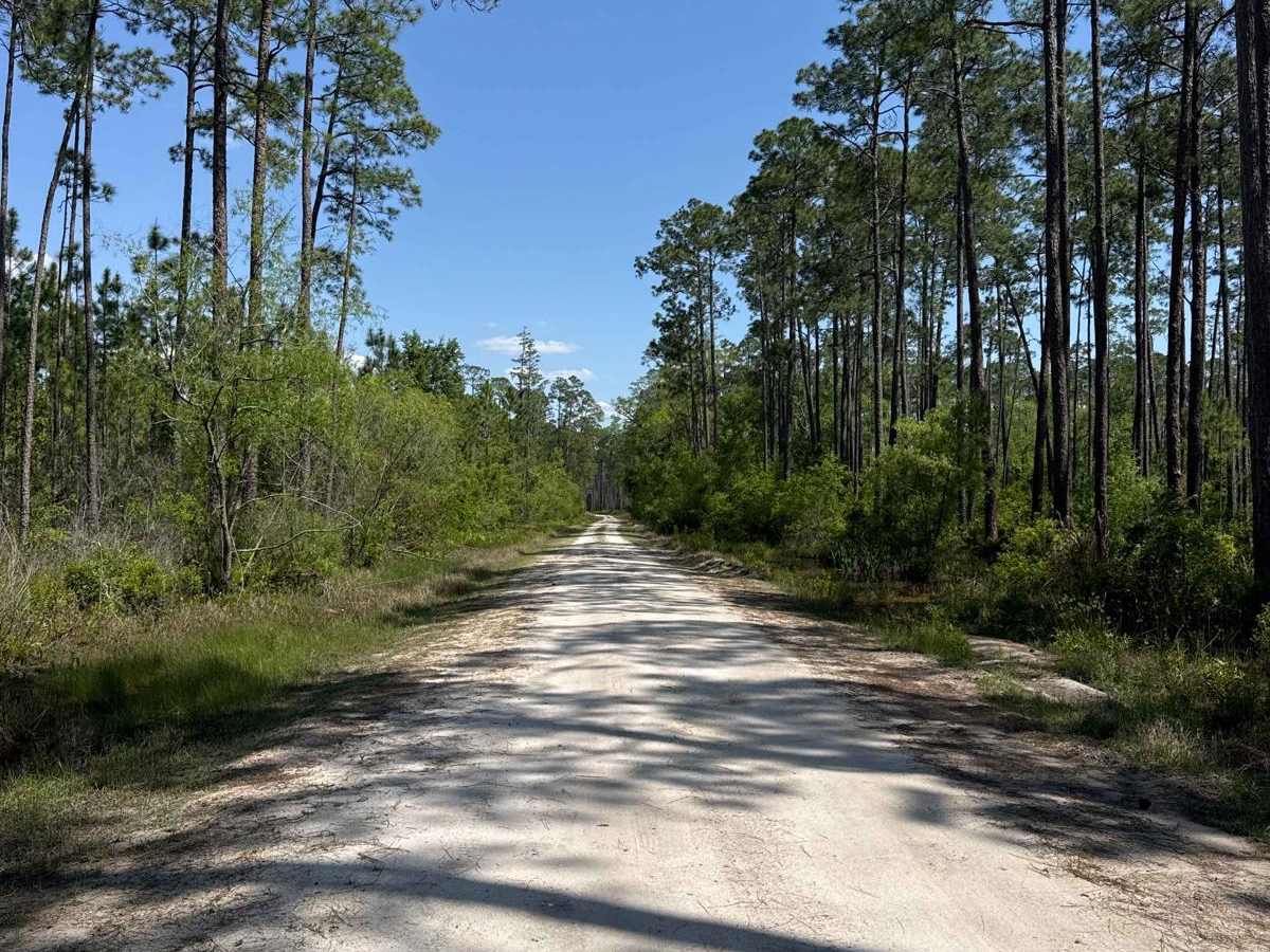 Middle Prong - Osceola NF 232 photo 4