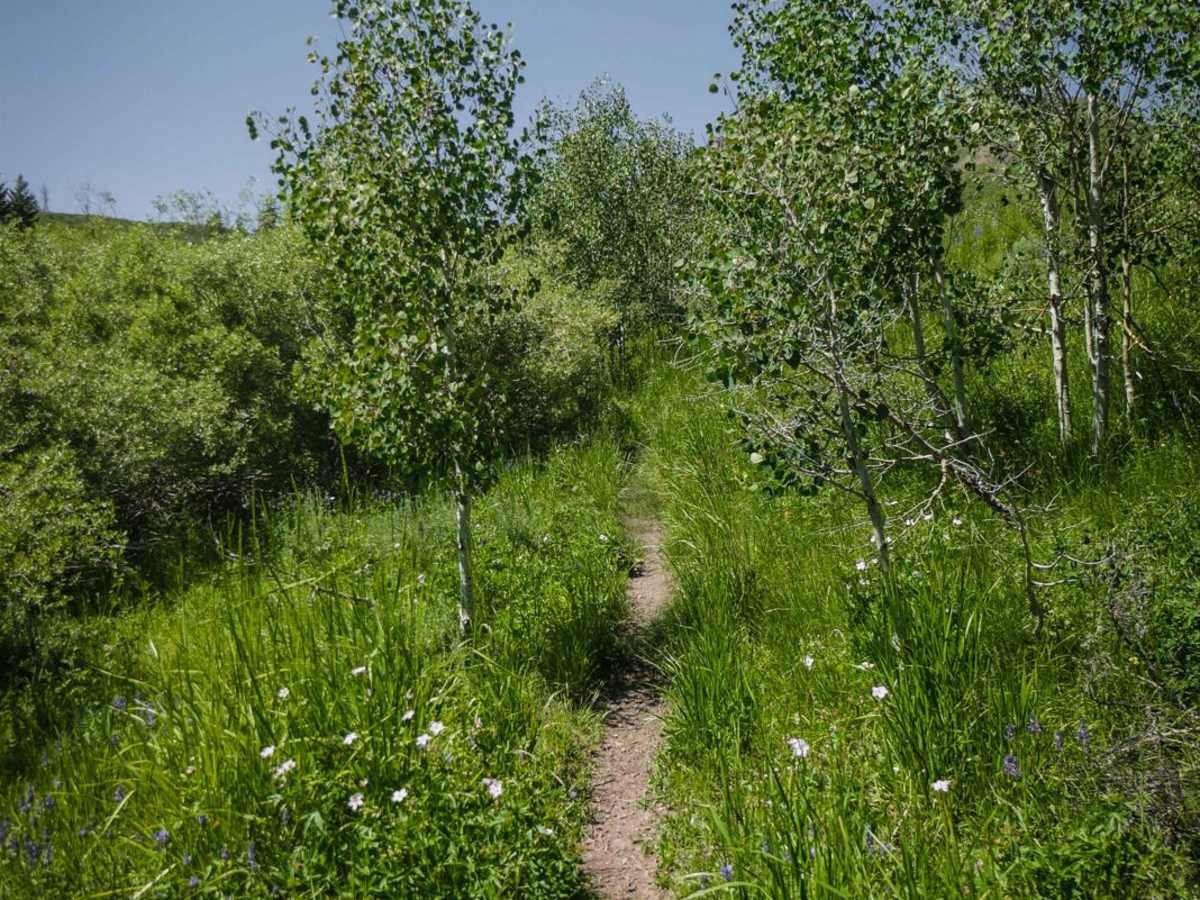 Cow Creek photo 4