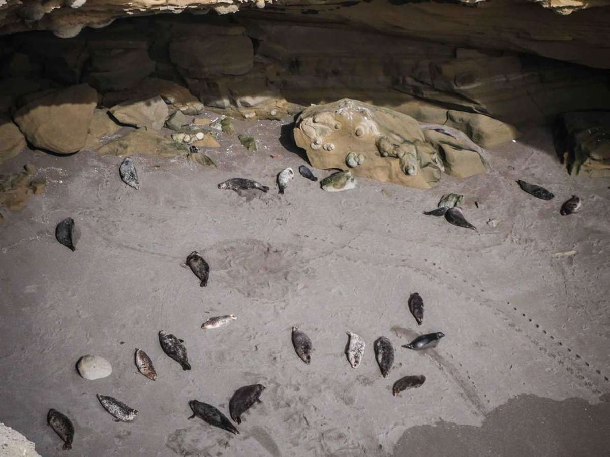 La Lobera photo 3